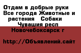 Отдам в добрые руки  - Все города Животные и растения » Собаки   . Чувашия респ.,Новочебоксарск г.